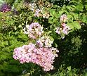 Crepe Myrtle_1